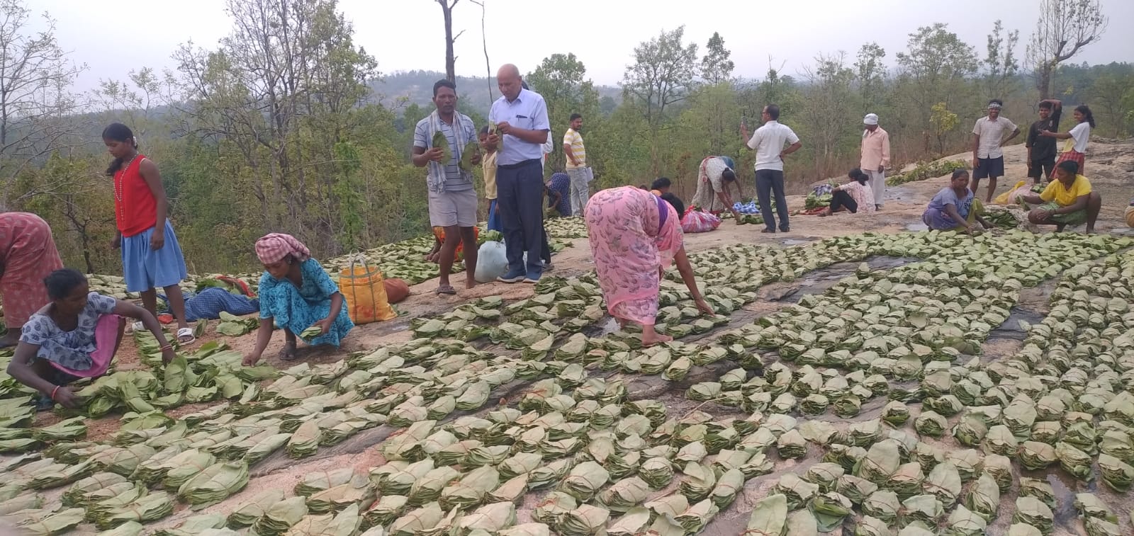 राँची प्रमण्डल अन्तर्गत प्रक्षेत्र में केन्दू पत्ती प्राथमिक संग्रहणकर्त्ताओं द्वारा फाड़ी पर केन्दू 